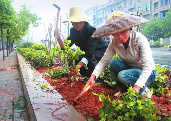 栽植苗木